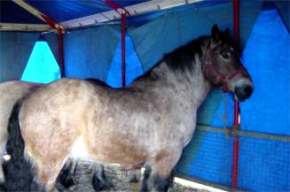 Clownerie, Feuerschlucken, Parterreakrobatik, Französischer Halbmond, Trapez, Luftreif, Drahtseil, Vertikalseil, Tanzende Teller & Jonglage, HuIa-Hoop, Voltigereiterei, Hundedressur, Taubendressur heißen die Fächer diese Woche