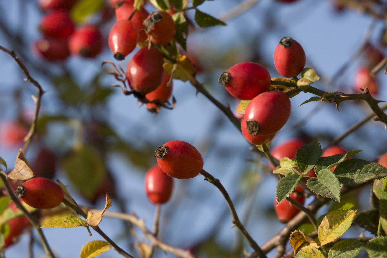alfen-herbst-3