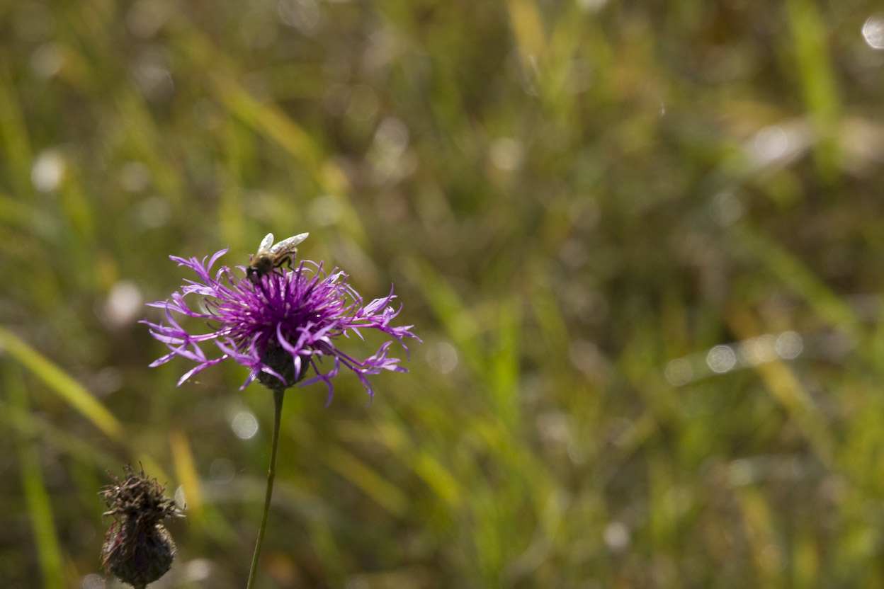 alfen-herbst-9