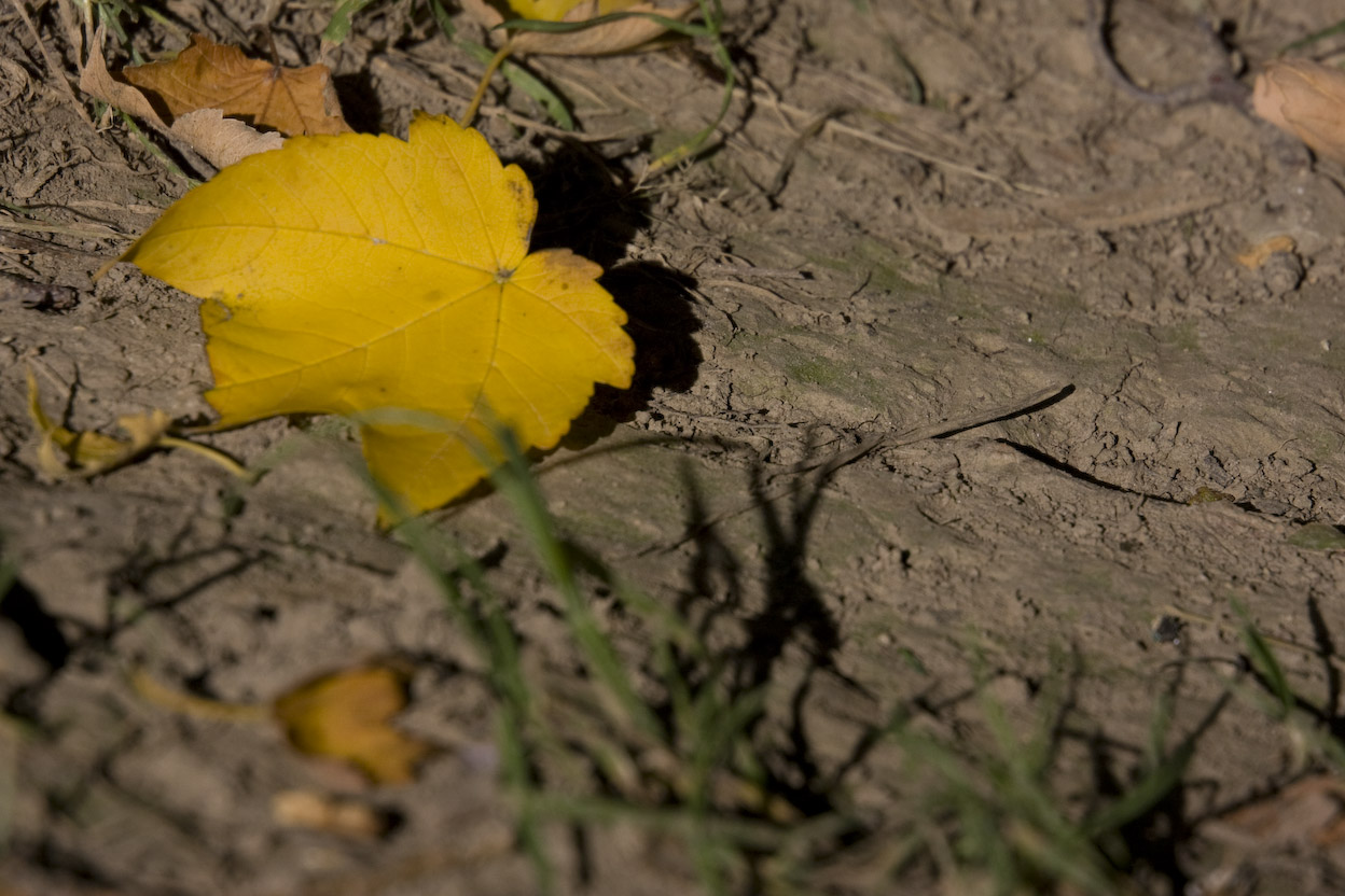 alfen-herbst-15