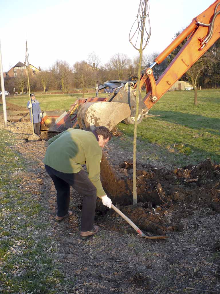 <p>Winterlinden am Siekenweg</p>