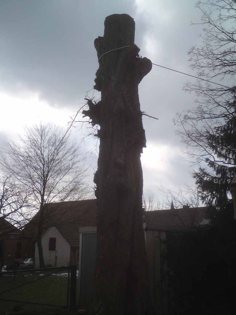 Alte Linde wurde gefällt