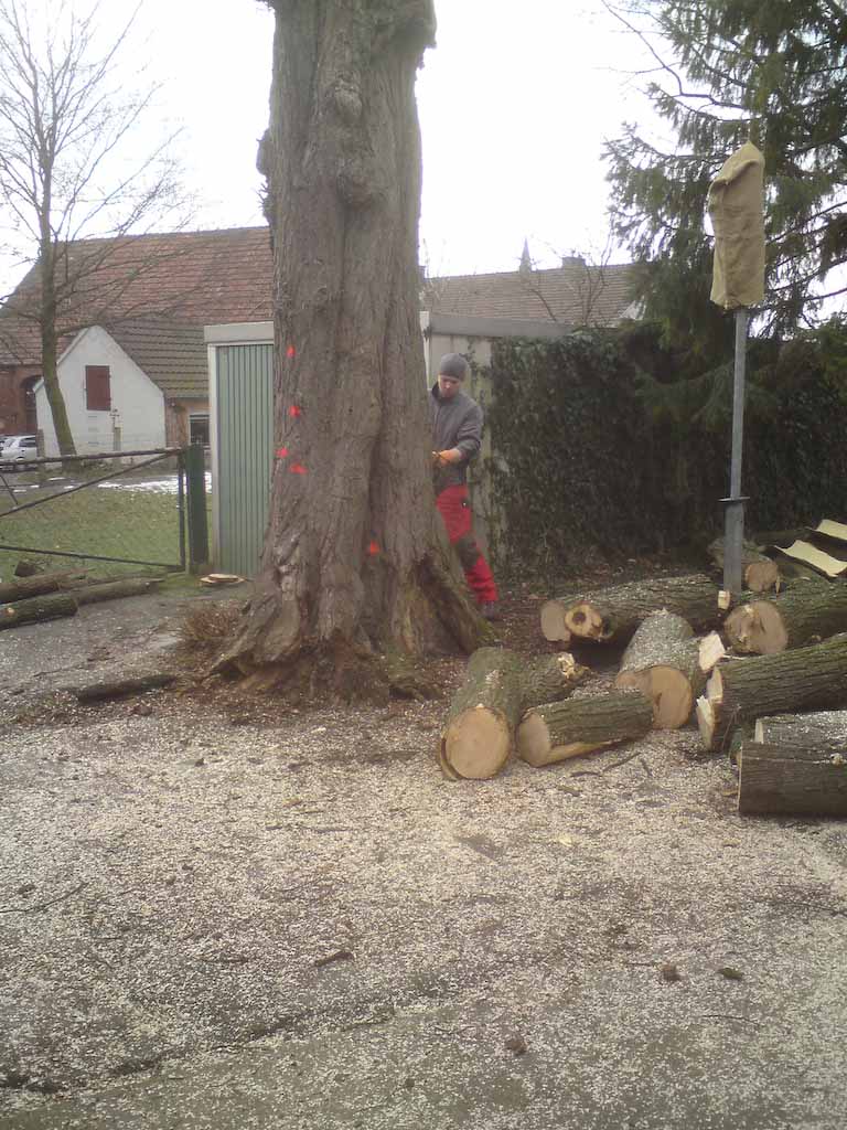 Alte Linde wurde gefällt