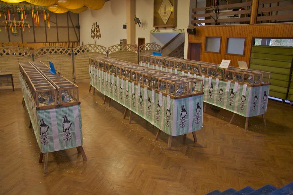 <p>44. Vereinsausstellung des Brieftaubenzuchtverein Almebote Alfen</p>