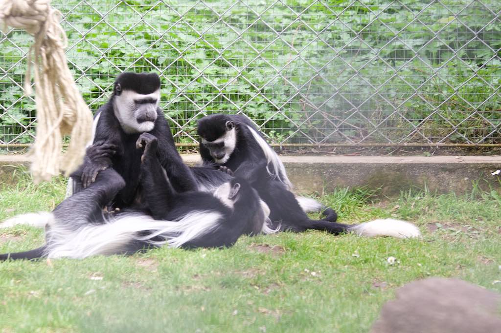 <p>Besuch des SV RW Alfen in Noyen-sur-Sarthe, besuch im Zoo La Fleché</p>