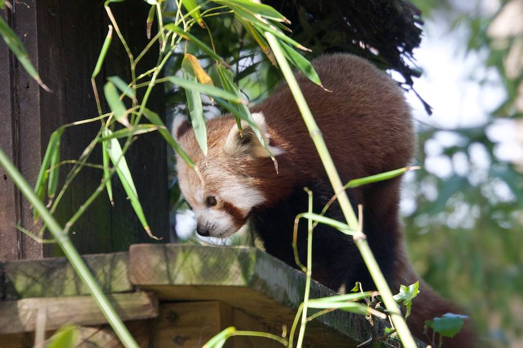 <p>Besuch des SV RW Alfen in Noyen-sur-Sarthe, besuch im Zoo La Fleché</p>