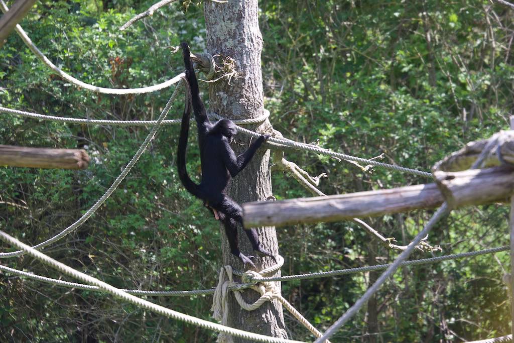 <p>Besuch des SV RW Alfen in Noyen-sur-Sarthe, besuch im Zoo La Fleché</p>