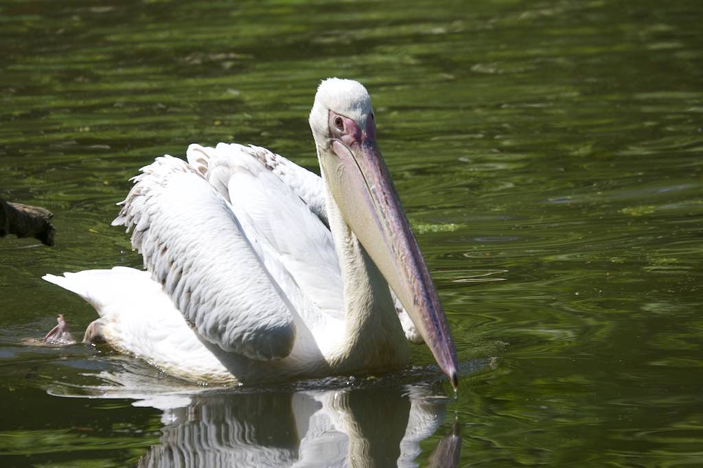<p>Besuch des SV RW Alfen in Noyen-sur-Sarthe, besuch im Zoo La Fleché</p>