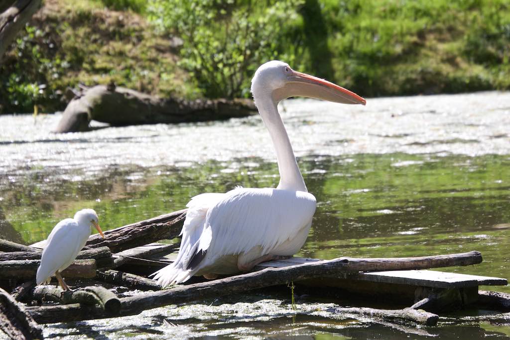 <p>Besuch des SV RW Alfen in Noyen-sur-Sarthe, besuch im Zoo La Fleché</p>