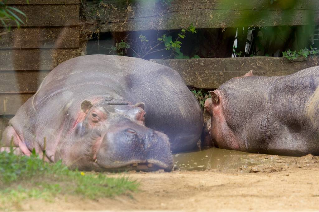 <p>Besuch des SV RW Alfen in Noyen-sur-Sarthe, besuch im Zoo La Fleché</p>