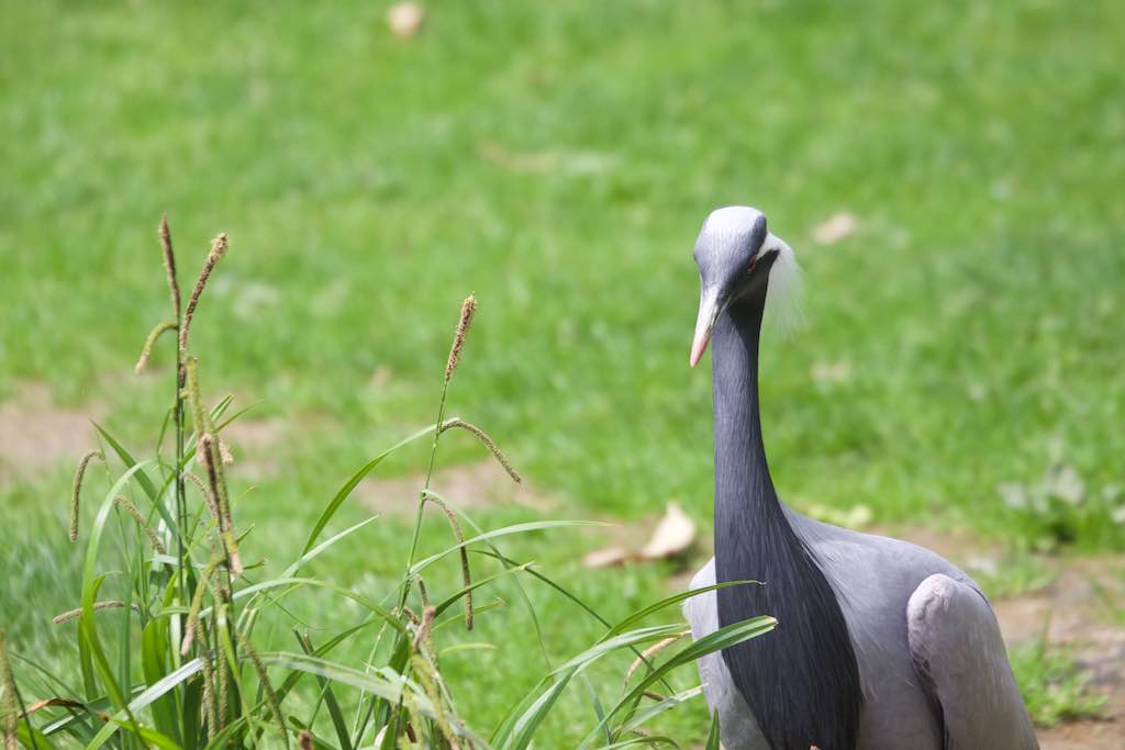 <p>Besuch des SV RW Alfen in Noyen-sur-Sarthe, besuch im Zoo La Fleché</p>