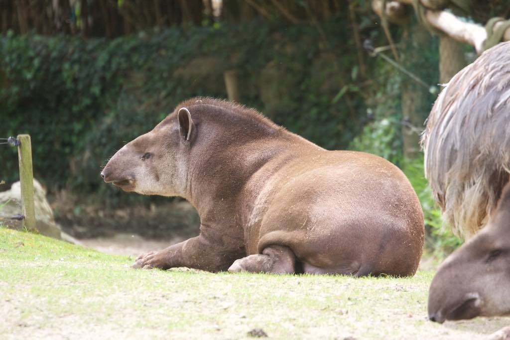 <p>Besuch des SV RW Alfen in Noyen-sur-Sarthe, besuch im Zoo La Fleché</p>