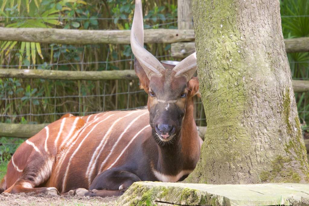 <p>Besuch des SV RW Alfen in Noyen-sur-Sarthe, besuch im Zoo La Fleché</p>