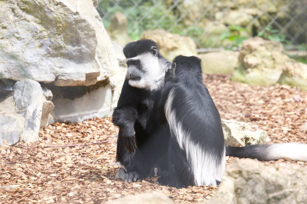<p>Besuch des SV RW Alfen in Noyen-sur-Sarthe, besuch im Zoo La Fleché</p>