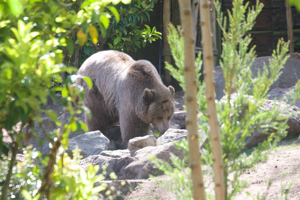 <p>Besuch des SV RW Alfen in Noyen-sur-Sarthe, besuch im Zoo La Fleché</p>