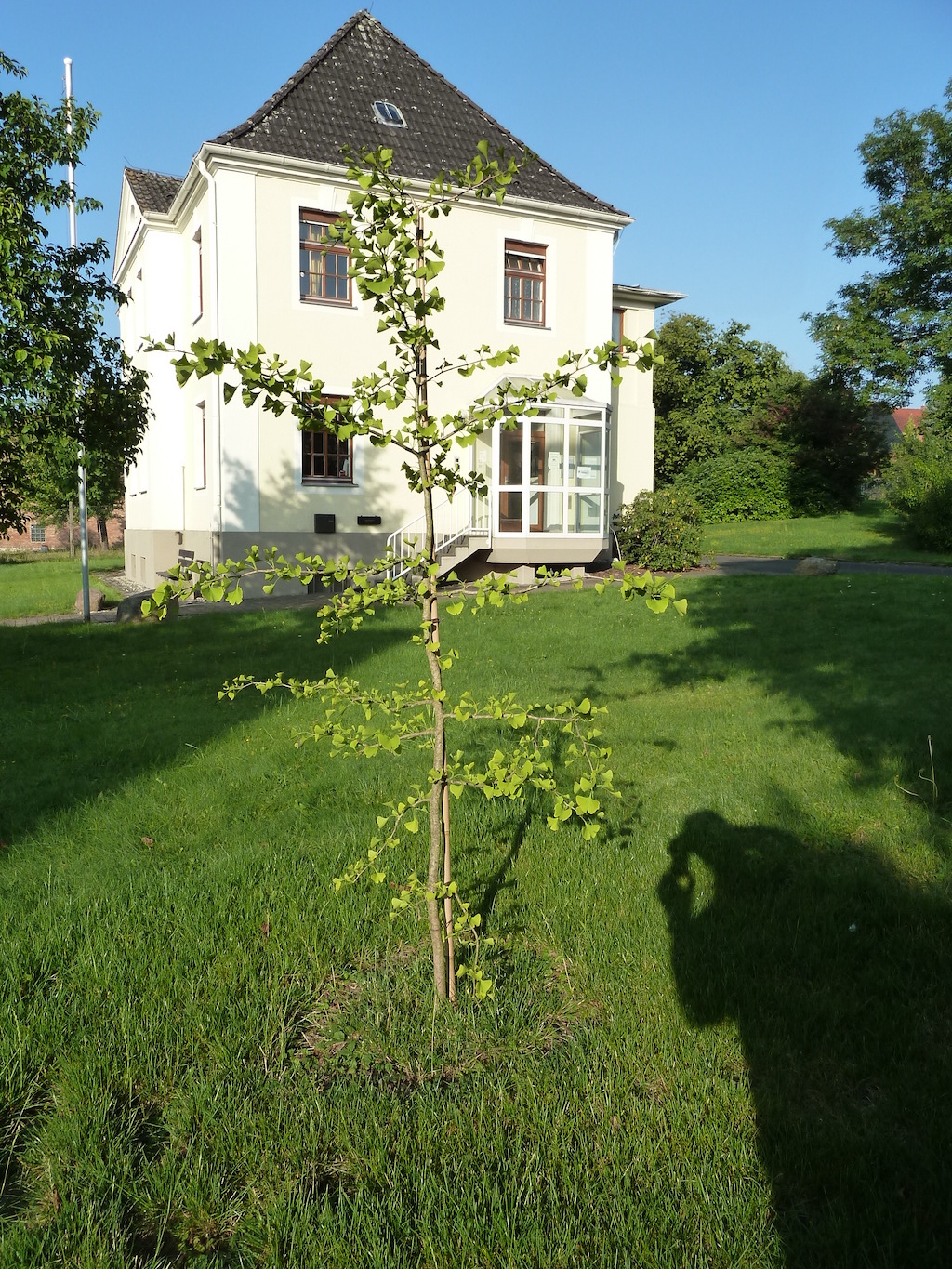 <p>Der Baum ging gut an</p>