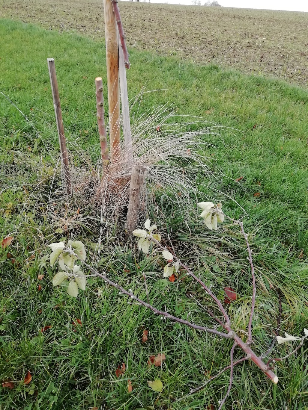 Baumfrevel und Vandalismus in Alfen (1)